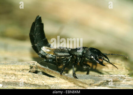 Devil's coach-cavallo (Ocypus olens, Staphylinus olens), minaccioso, Germania, Hesse Foto Stock