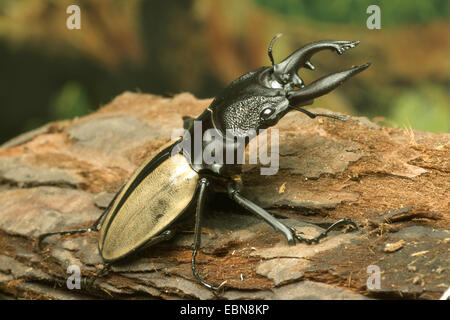 Stag Beetle; Odontolabis ludekingi (Odontolabis ludekingi), maschio, vista da vicino Foto Stock