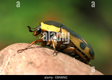 Rose, chafer Sun Beetle (Pachnoda impressa, Pachnodella impressa), macro shot Foto Stock