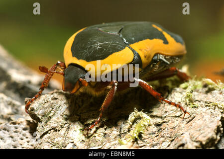 Rose, chafer Sun Beetle (Pachnoda ephippiata), vista frontale Foto Stock