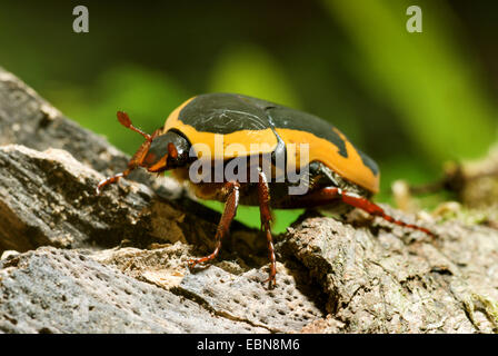 Rose, chafer Sun Beetle (Pachnoda ephippiata), vista laterale Foto Stock