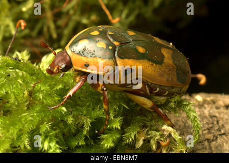 Rose, chafer Sun Beetle (Pachnoda fissipuncta), vista laterale Foto Stock