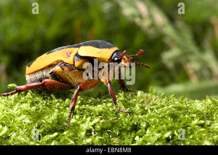 Rose chafer ,Sun Beetle (Pachnoda ephippiata), vista laterale Foto Stock