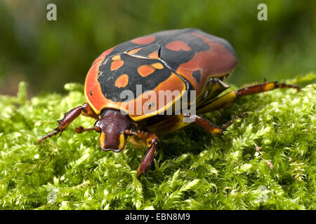 Rose, chafer Sun Beetle (Pachnoda trimaculata), vista frontale Foto Stock