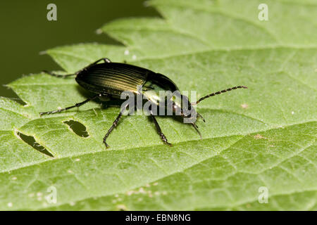 Pioggia beetle, massa beetle (Pterostichus cupreus, Poecilus cupreus), su una foglia, Germania Foto Stock