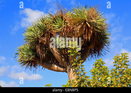 Drago di strappo il sangue, Draegon Tree, Isole Canarie Dragon Tree, Drago (Dracaena draco), tree top isole canarie Gran Canaria Foto Stock