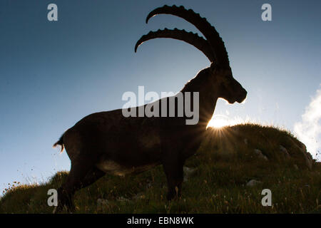 Stambecco delle Alpi (Capra ibex, Capra ibex ibex), maschio in piedi contro il sole di setting, Svizzera, Alpstein, Saentis Foto Stock