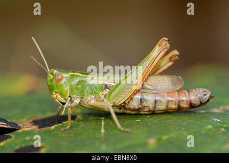 Stripe-winged grasshopper, foderati grasshopper (Stenobothrus lineatus), seduti su una foglia, Germania Foto Stock