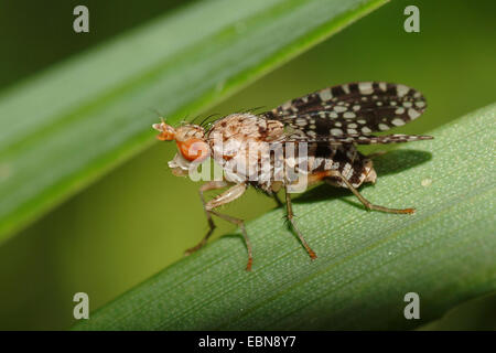 Avvisatore acustico Fly (Trypetoptera punctulata ), seduta su una foglia, Germania Foto Stock