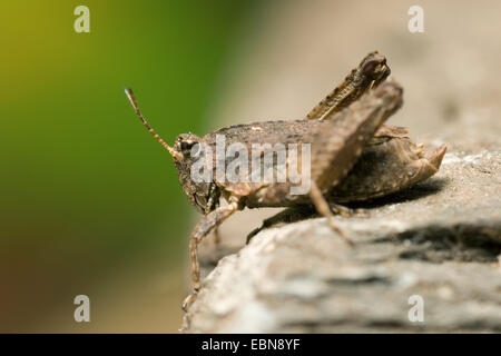 Longhorned groundhopper (tenuicornis tetrix tetrix, natans), seduto su di una pietra, Germania Foto Stock