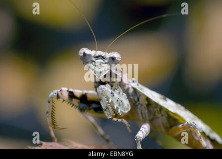 Corteccia Mantis (Theopompa servillei) e mezza lunghezza ritratto Foto Stock