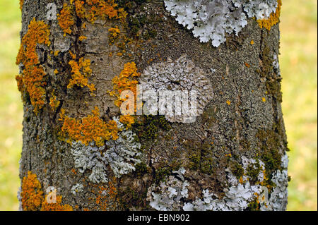 Licheni diversi su un tronco di albero, Svizzera Vallese, Oberwallis Foto Stock