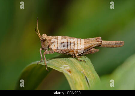 Snello groundhopper (Tetrix subulata, Acrydium subulatum), seduta su una foglia, Germania Foto Stock