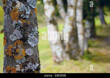 Licheni diversi su un tronco di albero, Svizzera Vallese, Oberwallis Foto Stock