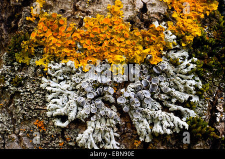 Licheni diversi su un tronco di albero, Svizzera Vallese, Oberwallis Foto Stock