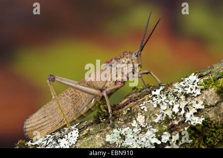 Grasshopper (Phymateus spec.), su un ramo con i licheni Foto Stock