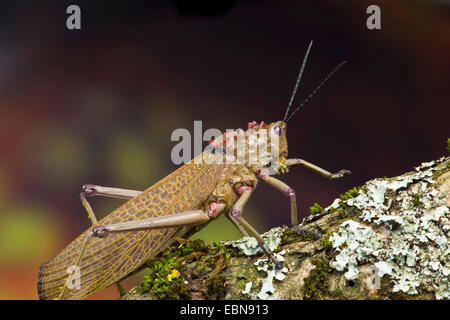 Grasshopper (Phymateus spec.), su un ramo con i licheni Foto Stock