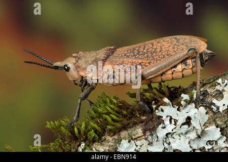 Grasshopper (Phymateus spec.), sul ramo con i licheni Foto Stock