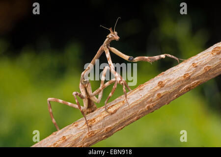 Texas Unicorn Mantis (Phyllovates chlorophaea), su un ramo Foto Stock