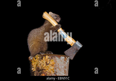 Unione martora (Martes martes), su un blocco di trinciatura con un'ascia, Regno Unito, Scozia, a Ardnamurchan Foto Stock