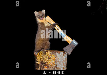 Unione martora (Martes martes), su un blocco di trinciatura con un'ascia, Regno Unito, Scozia, a Ardnamurchan Foto Stock