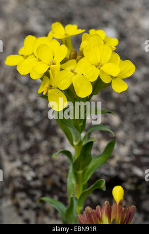Bladderpod (Alyssoides utriculata), infiorescenza Foto Stock
