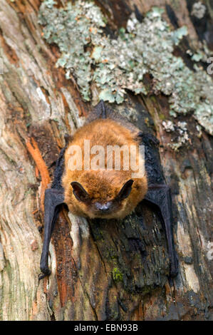 Comune (pipistrelle Pipistrellus pipistrellus), in corrispondenza di un tronco di albero con il lichen, Regno Unito, Scozia, Cairngorms National Park Foto Stock