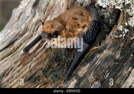 Comune (pipistrelle Pipistrellus pipistrellus), su un tronco di albero strega licheni, Regno Unito, Scozia, Cairngorms National Park Foto Stock