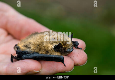 Comune (pipistrelle Pipistrellus pipistrellus), seduto su un lato, Regno Unito, Scozia, Cairngorms National Park Foto Stock