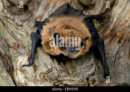 Comune (pipistrelle Pipistrellus pipistrellus), su un tronco di albero, Regno Unito, Scozia, Cairngorms National Park Foto Stock