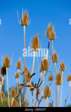 Teasel selvatico, Fuller's teasel, comune teasel, comune cardo (Dipsacus fullonum Dipsacus sylvestris), infructescences contro il cielo blu, Germania Foto Stock