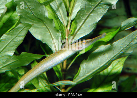 Pipefish (Microphis smithi), nuoto Foto Stock