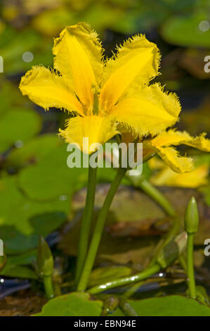 Giallo cuore flottante, frange giglio di acqua (Nymphoides peltata), fiore, Germania Foto Stock