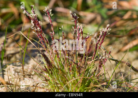 Inizio sabbia-erba (minimi Mibora), fioritura, Germania Foto Stock