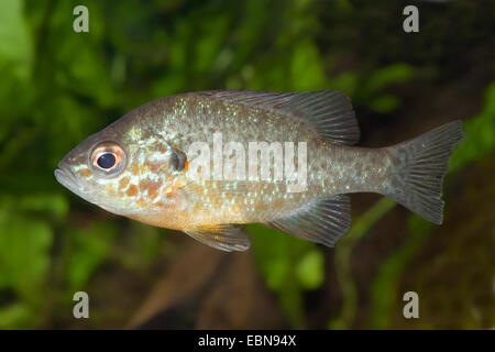 Semi di zucca sunfish, pumpkinseed (Lepomis gibbosus), nuoto Foto Stock