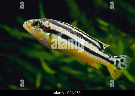 Golden mbuna, Nyassa Golden Cichlid (Melanochromis auratus, Pseudotropheus auratus), nuoto Foto Stock