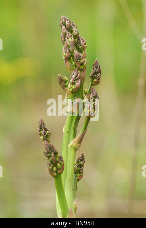 Giardino di asparagi, Sparrow Gras, asparagi selvatici (Asparagus officinalis), giovane infiorescenza, Germania Foto Stock