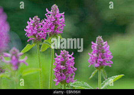 Betony, legno betony (Betonica officinalis, Stachys officinalis), fioritura, Germania Foto Stock