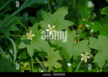 Bryony bianco, rosso bryony (Bryonia dioica, Bryonia cretica ssp. dioica), fioritura, Germania Foto Stock