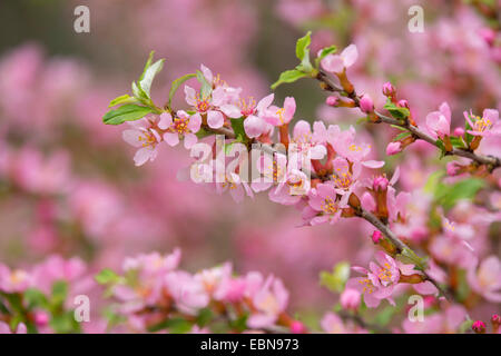 Ornamentali in ciliegio (Prunus spec.), filiale di fioritura Foto Stock