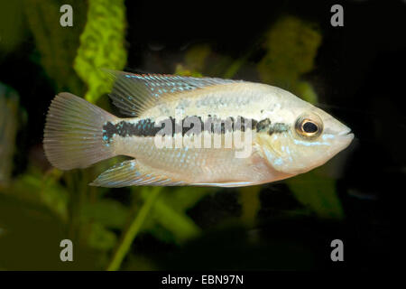 Il Salvin Cichlid, ventre giallo (Cichlasoma salvini, Nandopsis salvini), nuoto Foto Stock