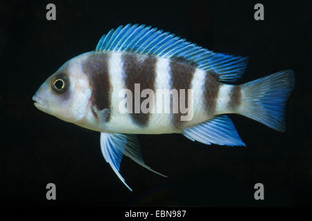 Bumphead Cichlid (Cyphotilapia gibberosa), nuoto Foto Stock