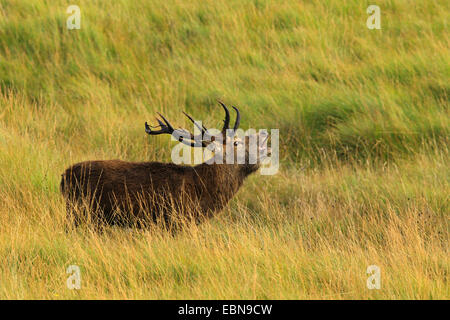 Il cervo (Cervus elaphus), bicchieratura stag permanente sulla duna erba , Regno Unito, Scozia, Isola di Rum, Kilmory Foto Stock