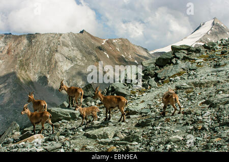 Stambecco delle Alpi (Capra ibex), allevamento di femmina lo stambecco nel paesaggio di montagna, Svizzera Vallese, Saas Fee Foto Stock