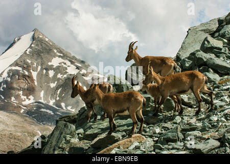 Stambecco delle Alpi (Capra ibex, Capra ibex ibex), pack femminile di stambecchi nel paesaggio di montagna, Svizzera Vallese, Saas Fee Foto Stock