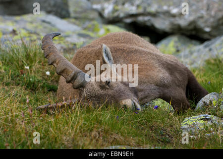 Stambecco delle Alpi (Capra ibex, Capra ibex ibex), dormire a prato alpino, Svizzera Vallese, Saas Fee Foto Stock