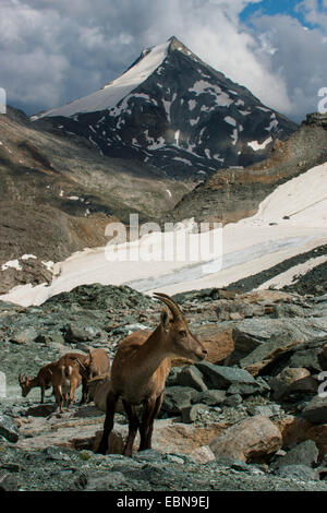 Stambecco delle Alpi (Capra ibex, Capra ibex ibex), allevamento di stambecchi femmina di fronte Stellihorn, Svizzera Vallese, Saas Fee Foto Stock