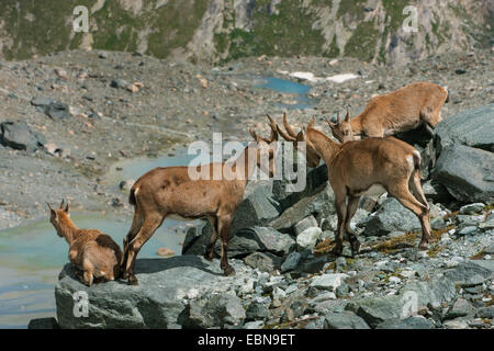 Stambecco delle Alpi (Capra ibex, Capra ibex ibex), pack femminile di stambecchi nel paesaggio di montagna, Svizzera Vallese, Saas Fee Foto Stock