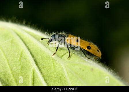 Beetle (Trichodes octopunctatus), vista laterale Foto Stock