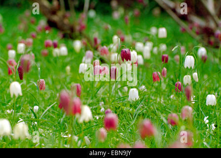 Fritillary comune, snake-testa (fritillaria Fritillaria meleagris), che fiorisce in bianco e viola in un prato, Germania Foto Stock